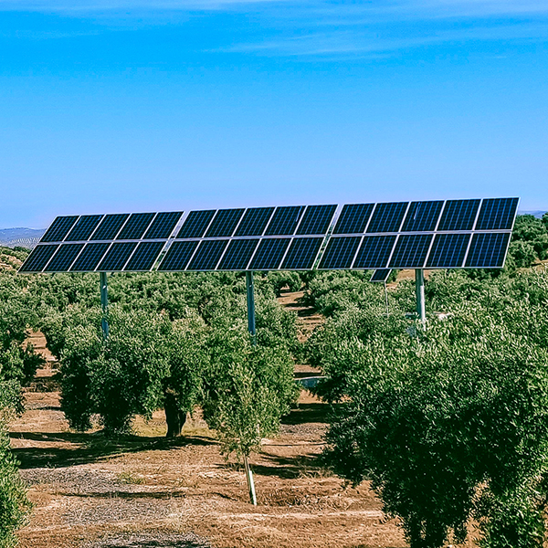 Solar Panels on Tree Farm
