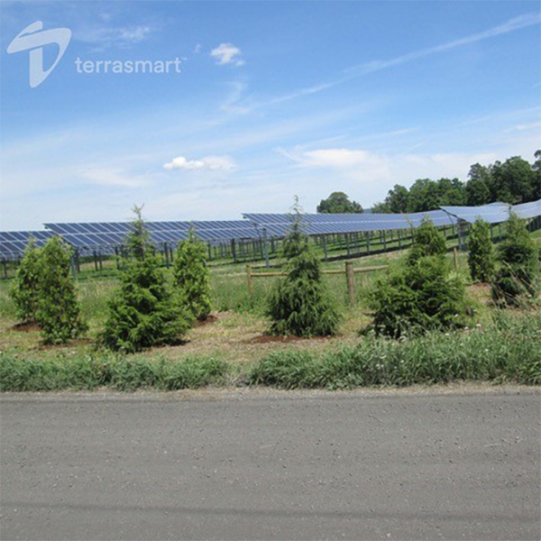 Solar Panel Field